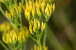 Pineland rayless goldenrod